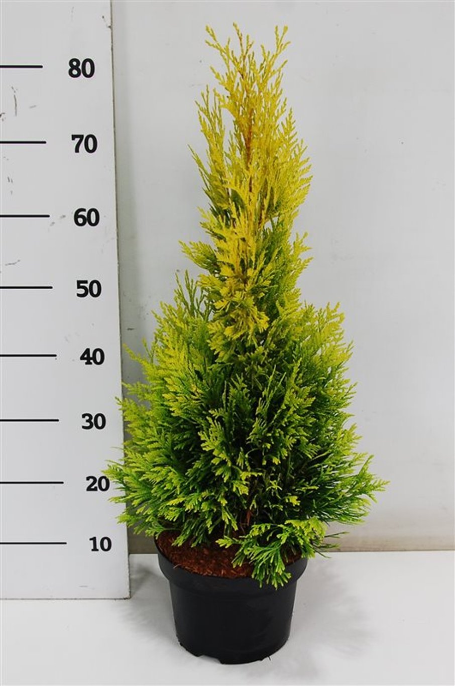 Thuja pl. '4ever' - C5 40-50 CM